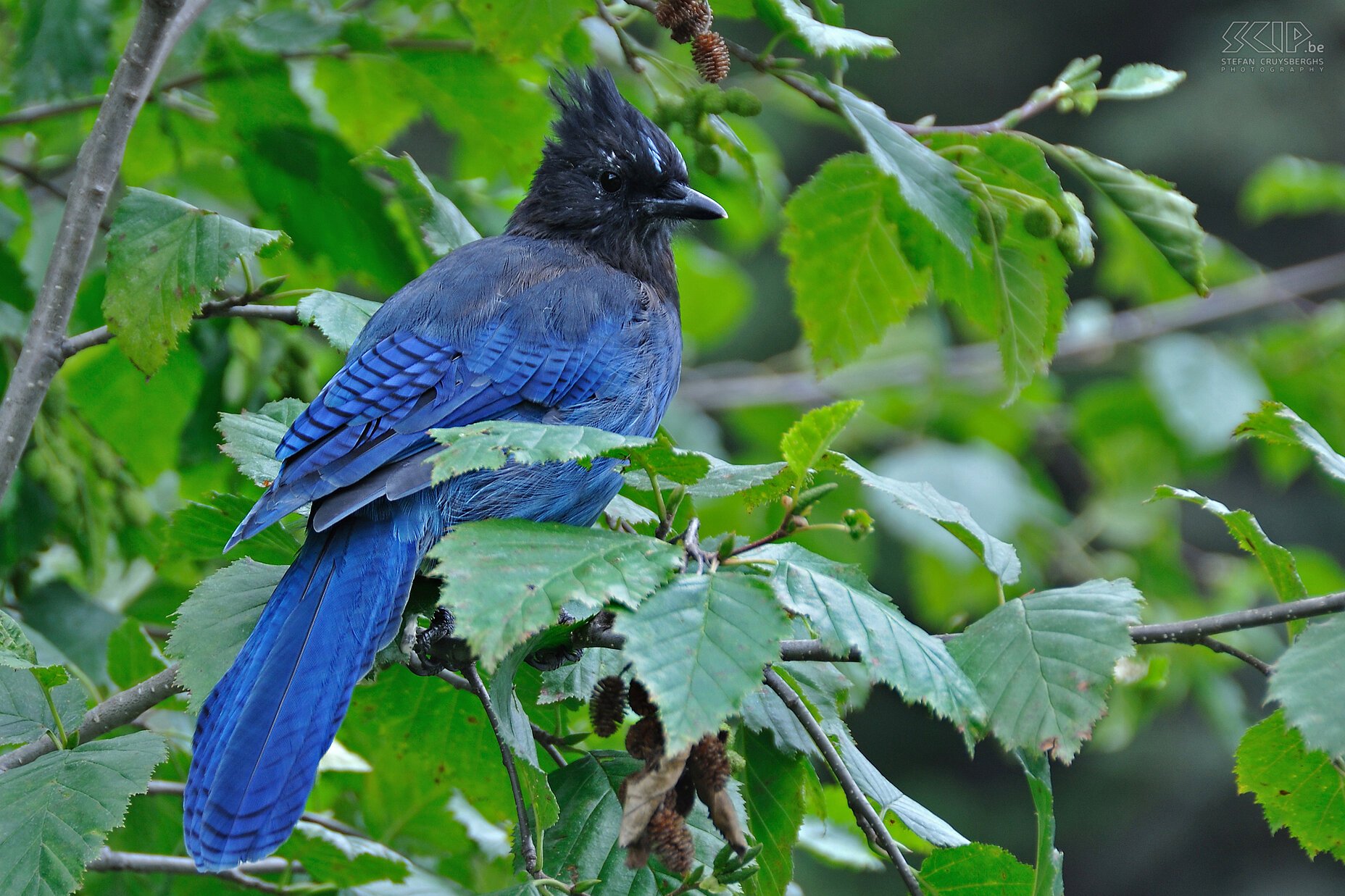 Glacier NP - Steller's jay (Cyanocitta stelleri) Stefan Cruysberghs